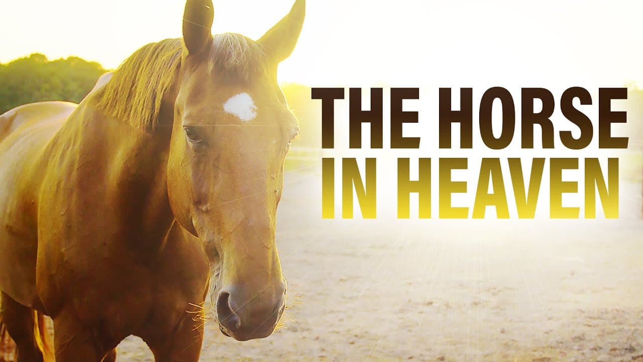 Sid Roth - What This Horse Told Me in Heaven Will Melt Your Heart